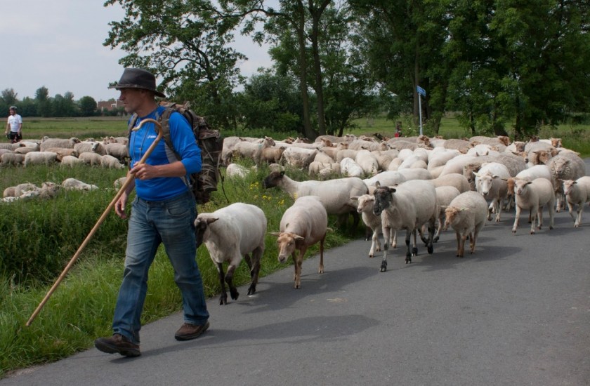 de herder op stap met de kudde voor het beheer in de polders aan de zuidrand van Midden-Delfland