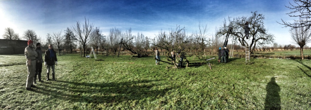 vrijwilligers actief met het snoeien van een hoogstamboomgaard in de Utrechtse Waarden