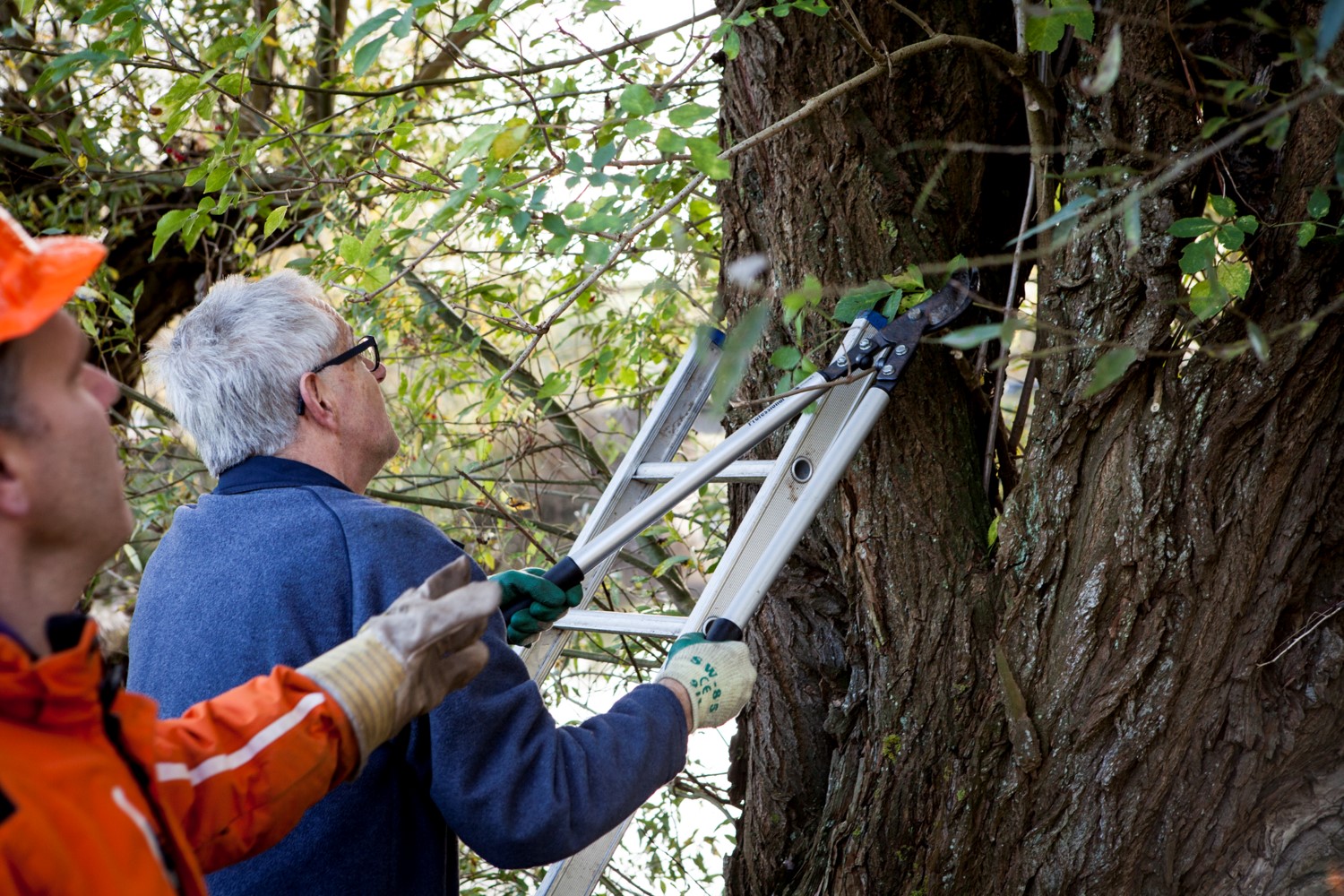 vrijwilligers plaatsen ladder tegen boom voor snoeiwerk